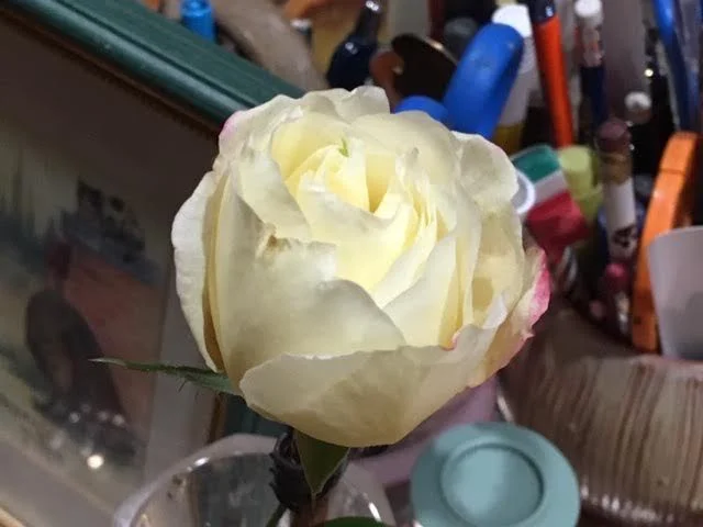 Double Delight hybrid tea rose has a lovely spicy scent. (Photo by Charlotte Ekker Wiggins)
