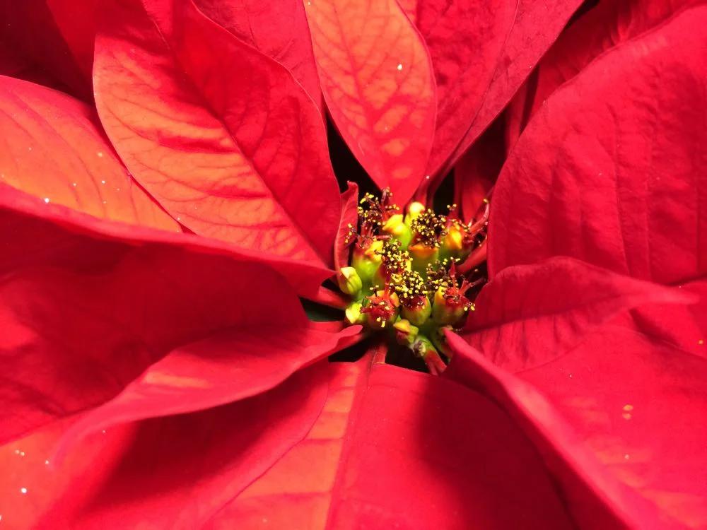 Poinsettia flowers are the tiny centers where pollen can be found. (Photo by Charlotte Ekker Wiggins)