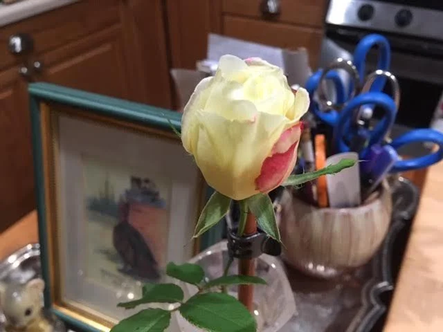 Double Delight hybrid tea rosebud a day after I picked it. (Photo by Charlotte Ekker Wiggins)