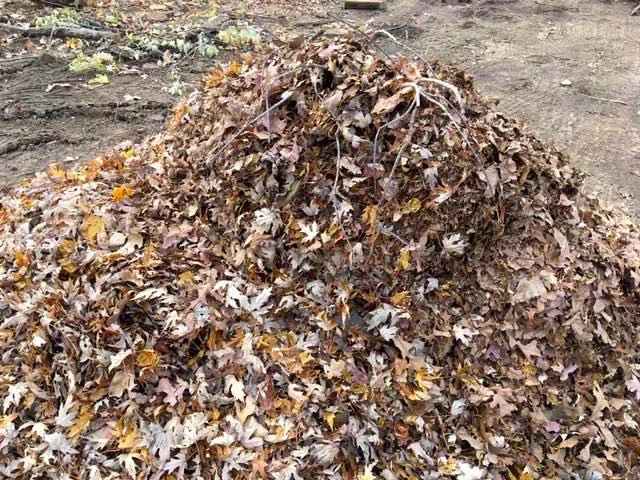 A standard pile of drying leaves that haven’t been shredded. (Photo by Charlotte Ekker Wiggins)