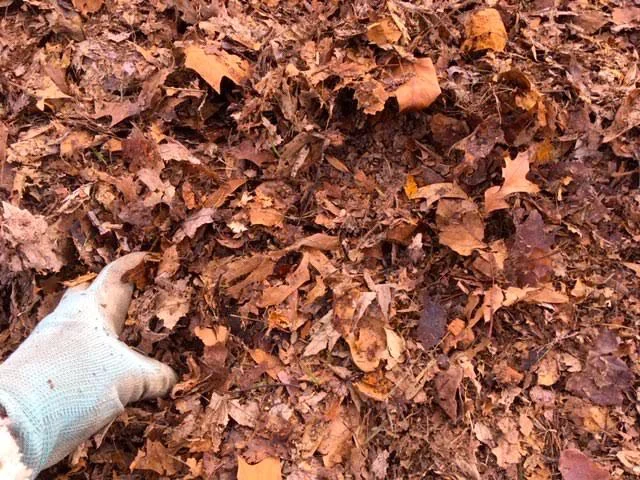 Shredded and unshredded leaves are a good combination. (Photo by Charlotte Ekker Wiggins)