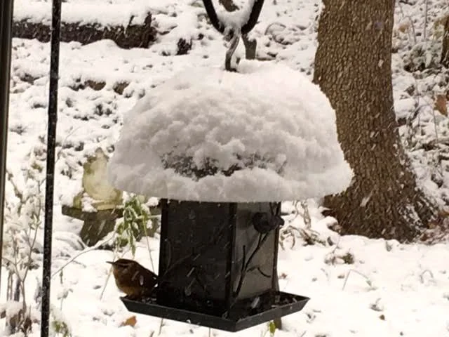 A wren takes refuge under the bird feeder cover during a snow storm. (Photo by Charlotte Ekker Wiggins)
