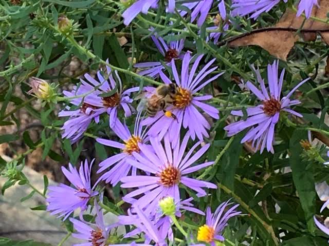 One of my honeybees visiting New England Asters. (Photo by Charlotte Ekker Wiggins)