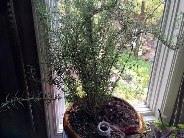 Bring in favorite herbs to winter over in a sunny window, this is a rosemary. (Photo by Charlotte Ekker Wiggins)