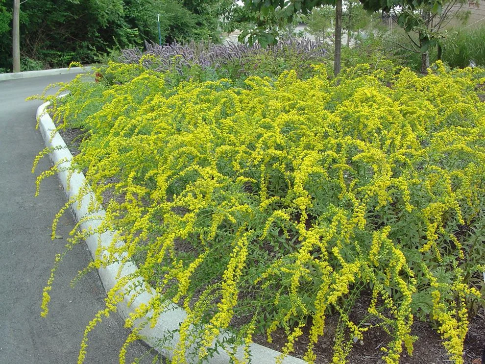 Goldenrod in formal flower bed provides bees fall food. (Photo by Charlotte Ekker Wiggins)