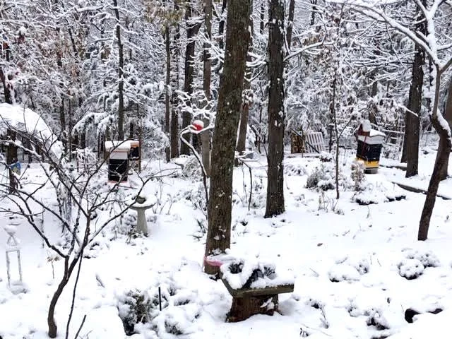 BG winter hives.jpg