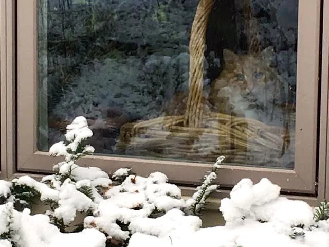 BG winter shirley honey.jpg