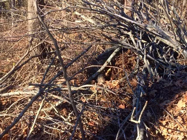 Smaller ash tree branches refresh a wildlife pile. (Photo by Charlotte Ekker Wiggins)