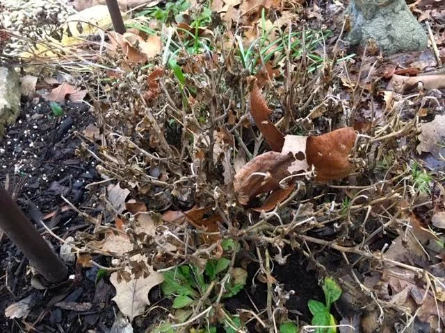 This yellow mum was planted this fall and looks dead. (Photo by Charlotte Ekker Wiggins)