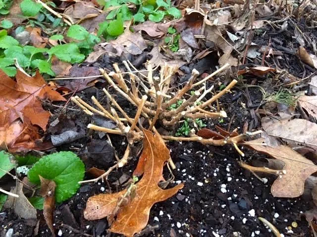 Another mum plant that appears to be dead. (Photo by Charlotte Ekker Wiggins)