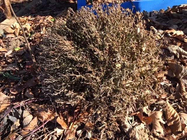 Remember to keep newly-planted mums watered through their first winter. (Photo by Charlotte Ekker Wiggins)