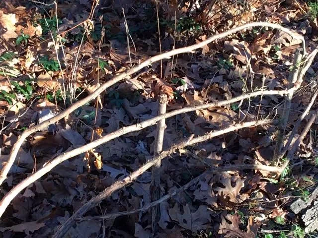 Fencing arch will help keep vines off the ground. (Photo by Charlotte Ekker Wiggins)