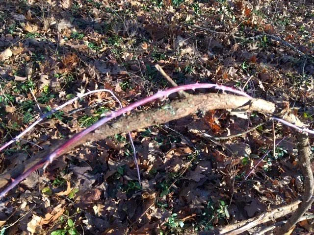 Raspberry vines now weave around the cedar branch fence arches. (Photo by Charlotte Ekker Wiggins)
