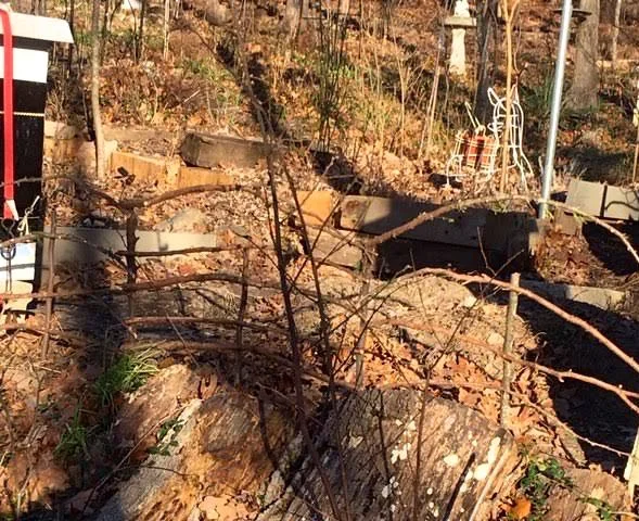 Another cedar branch fence for a blackberry patch between hives. (Photo by Charlotte Ekker Wiggins)