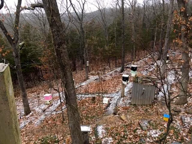 Icy paths around the northern apiary. (Photo by Charlotte Ekker Wiggins)