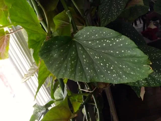 This how to tell what kind of begonia it is, this is an Angel Wing Begonia leaf, red on the bottom. (Photo by Charlotte Ekker Wiggins)