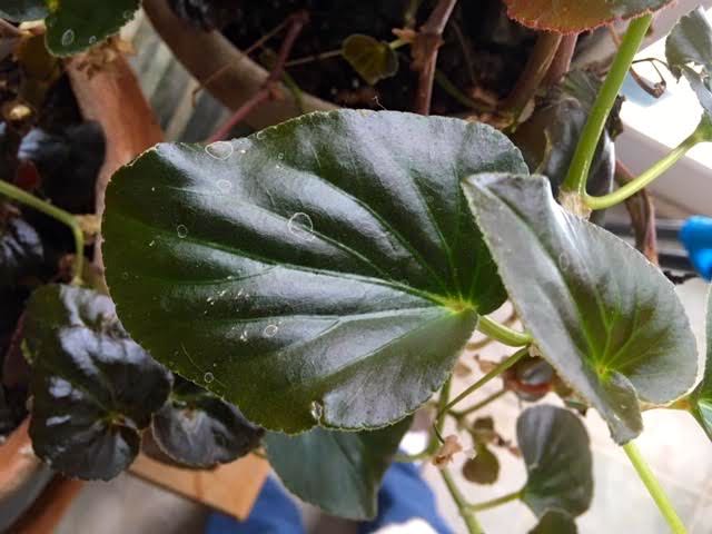 This is the leaf from the salvaged begonias. (Photo by Charlotte Ekker Wiggins)