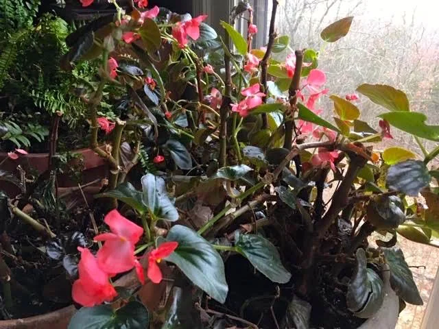 Three pots of salvaged begonias growing nicely in a south window. (Photo by Charlotte Ekker Wiggins)