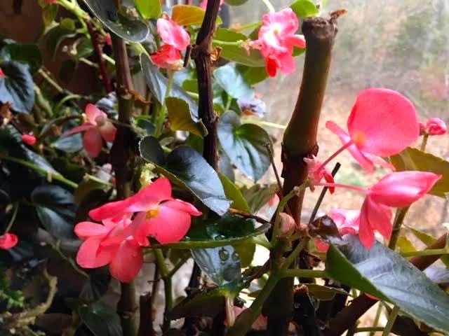 Don’t you love the corral color of these begonia flowers? (Photo by Charlotte Ekker Wiggins)