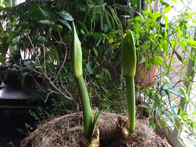 This year’s crop of Apple Blossom Amaryllis bulbs starting to grow. (Photo by Charlotte Ekker Wiggins)