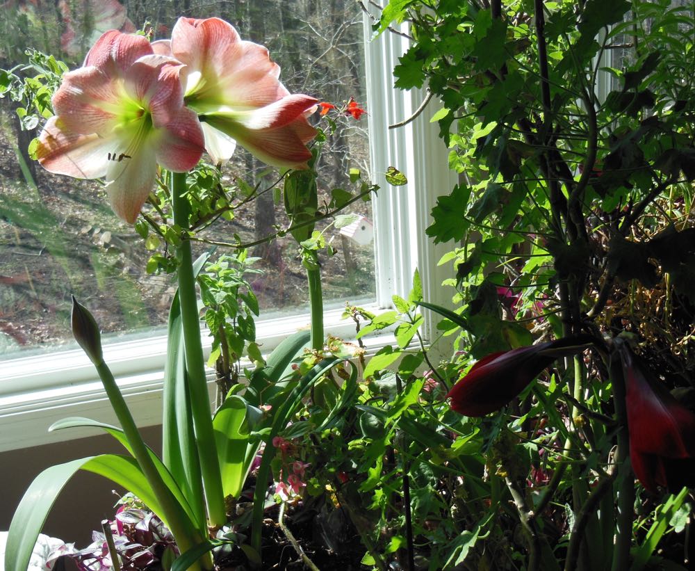 Apple Blossom Amaryllis in bloom last year in one of my bay windows. (Photo by Charlotte Ekker Wiggins)