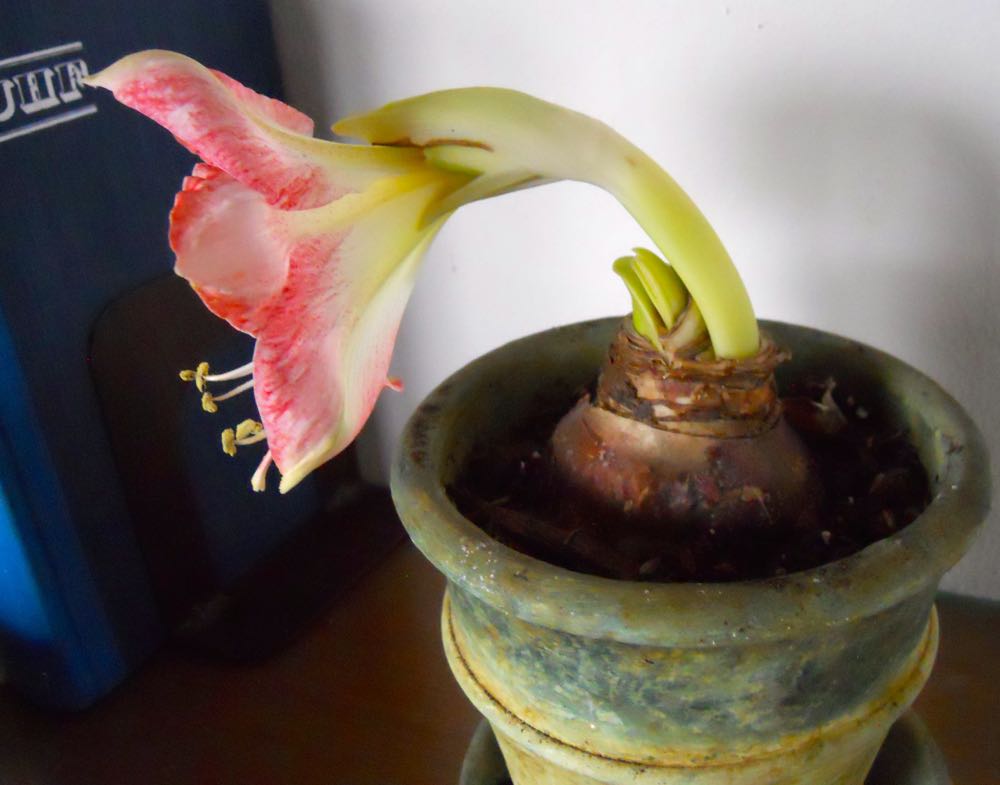 Another view of the kind of flower bud you want to see on an Amaryllis bulb. (Photo by Charlotte Ekker Wiggis)