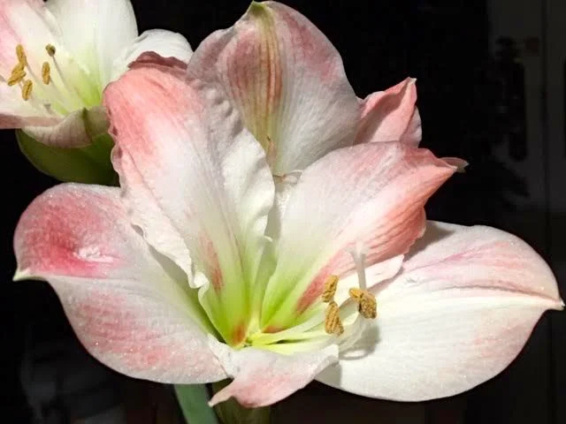 Blooming amaryllis close.jpg