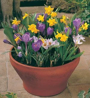 A typical bulb garden in a tapered pot. Is that the right pot to choose?