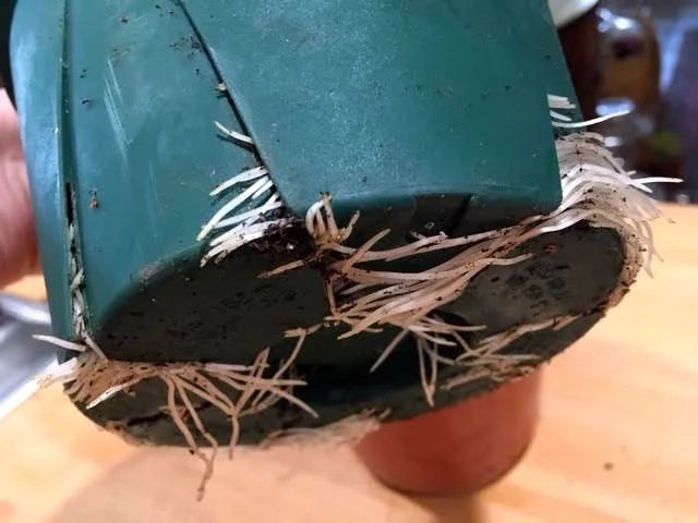 Too many bulbs, not enough room in the pot. Time to move! (Photo by Charlotte Ekker Wiggins)
