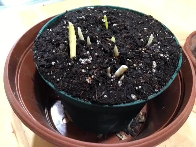 The bulb garden is moving to a bigger pot so roots have room. (Photo by Charlotte Ekker Wiggins)