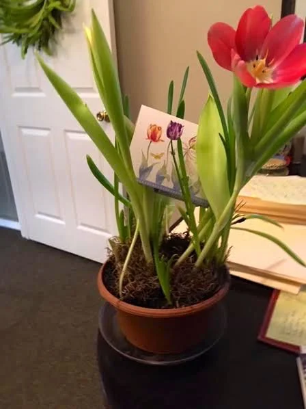 One of my bulb gardens in bloom at a friend’s office. (Photo by Charlotte Ekker Wiggins)