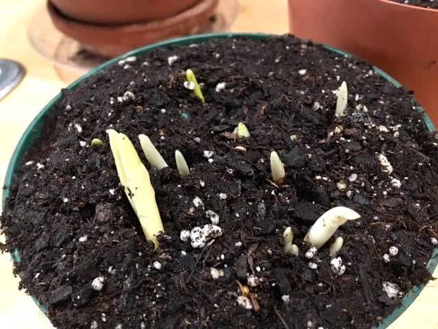 Bulbs after 12 weeks of cold getting ready to grow. (Photo by Charlotte Ekker Wiggins)