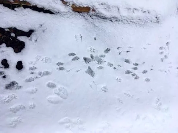 One more conflagration of foot prints, so easy to see in the snow. (Photo by Charlotte Ekker Wiggins)