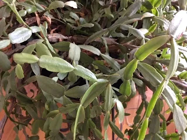 See how the leaf pads of my Christmas cactus is the same as yours? (Photo by Charlotte Ekker Wiggins)