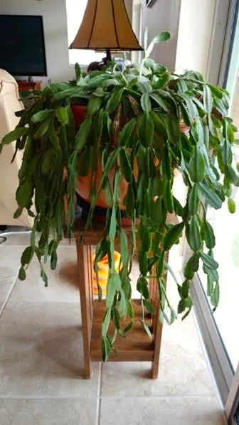 Mystery Plant 1.jpg