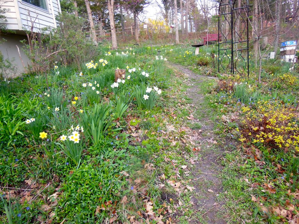 Spring is all about daffodils in my hillside garden. (Photo by Charlotte Ekker Wiggins)