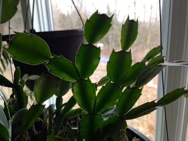 Thanksgiving cactus have little spikes on their fleshy pads. (Photo by Charlotte Ekker Wiggins)