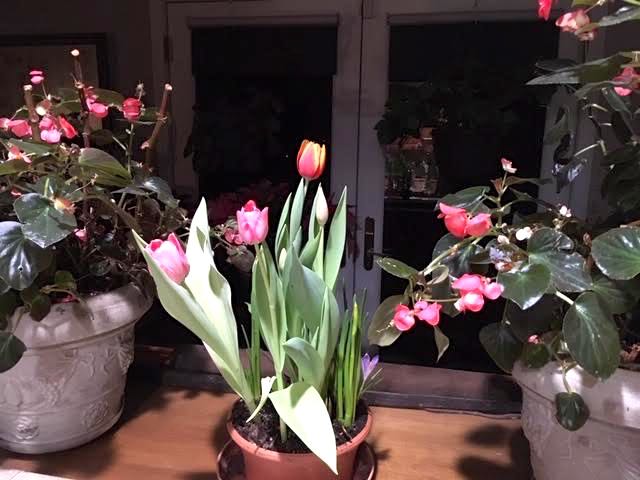 Daffodils bloom in my kitchen pot garden between potted begonias. (Photo by Charlotte Ekker Wiggins)