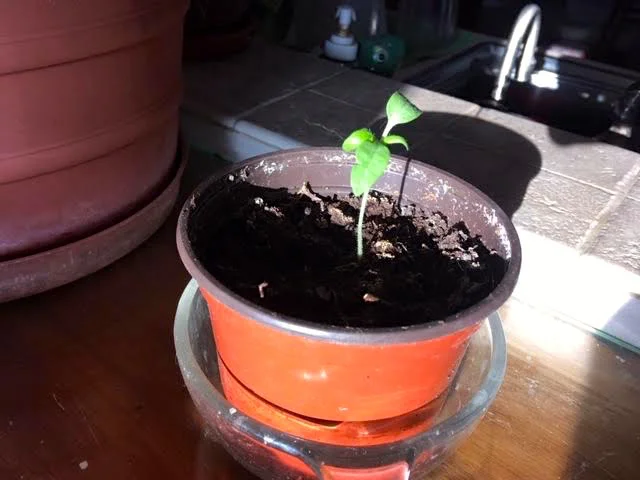 One of my tomato starts in their own pot near my kitchen. (Photo by Charlotte Ekker Wiggins)