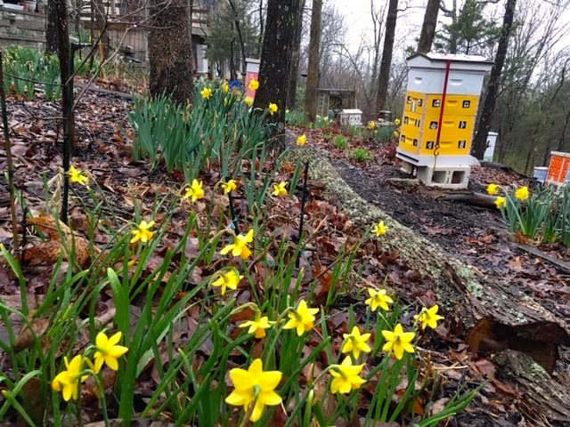 Can you distinguish these daffodils? King Alfred in back, Tete-a-Tete in front. (Photo by Charlotte Ekker Wiggins)