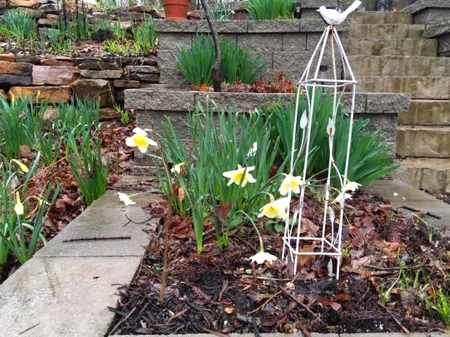 See the frilly trumpet on these light blond daffodils? (Photo by Charlotte Ekker Wiggins)