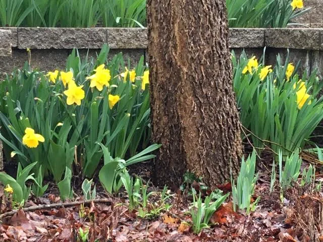 King Alfred daffodils are the largest daffodils currently on the market. (Photo by Charlotte Ekker Wiggins)
