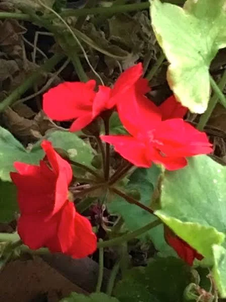 Tomato red geraniums in bloom in my living room. (Photo by Charlotte Ekker Wiggins)