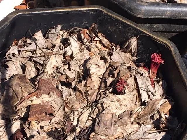 Bare root Itoh peonies are getting a start first in a container. (Photo by Charlotte Ekker Wiggins)