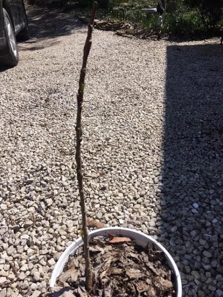 This bare root dwarf fruit tree is getting a start in a pot. (Photo by Charlotte Ekker Wiggins)