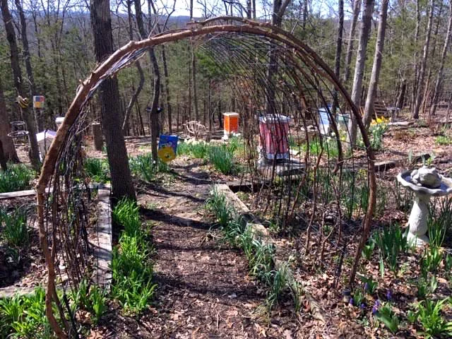 This double cattle panel arbor guides me into my north apiary. (Photo by Charlotte Ekker Wiggins)