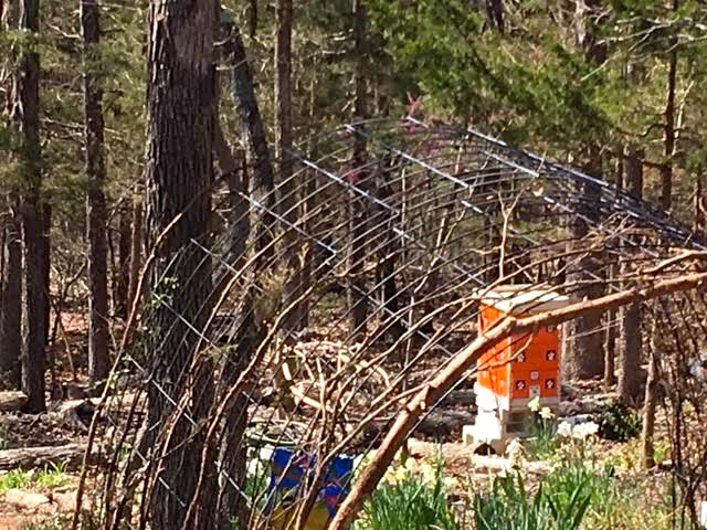 Weaving cedar branches into the cattle panel takes time and some creativity. (Photo by Charlotte Ekker Wiggins)