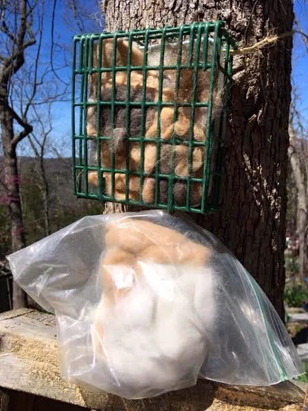 Suet holder has been re-filled with another batch waiting to be added. (Photo by Charlotte Ekker Wiggins)