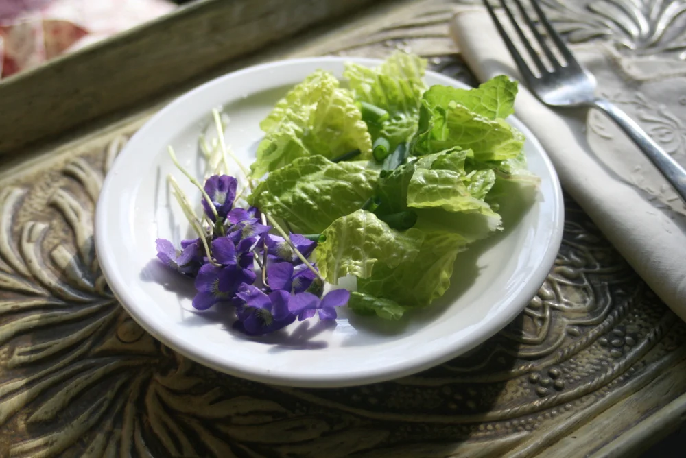 Wild violets from non-chemical treated spot in my garden, ready for lunch. (Photo by Charlotte Ekker Wiggins)