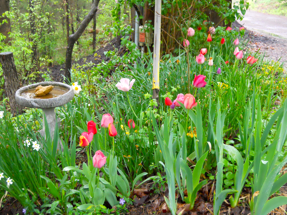 A sprinkling of tulips greet me at the top of the driveway. (Photo by Charlotte Ekker Wiggins)